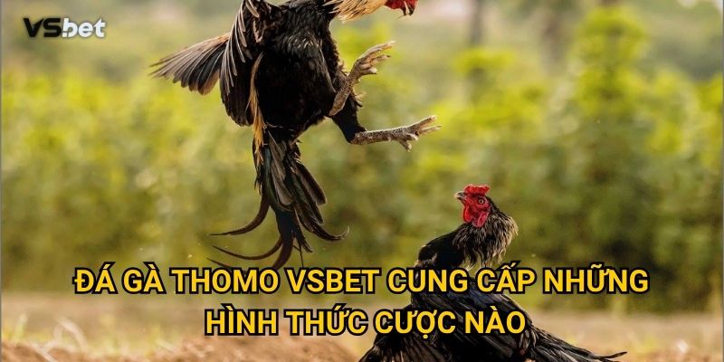 Tại sao đá gà Thomo Vsbet lại thu hút đông đảo người chơi? 3 Đá gà Thomo Vsbet cung cấp những hình thức cược nào?