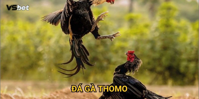 Tại sao đá gà Thomo Vsbet lại thu hút đông đảo người chơi?