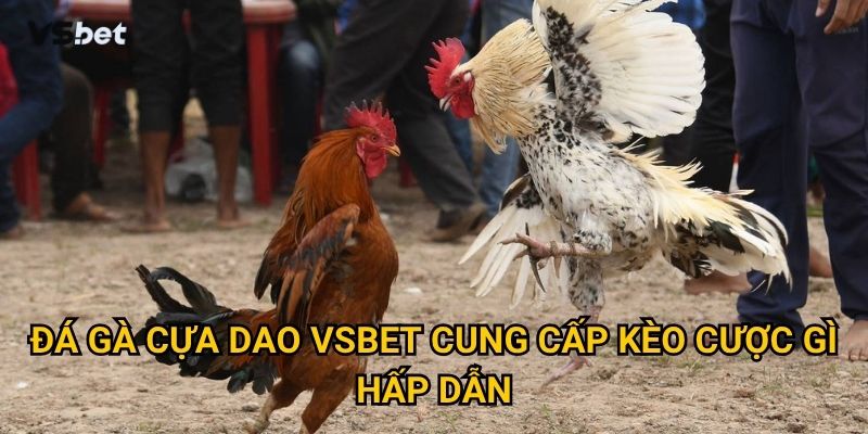 Tại sao đá gà cựa dao Vsbet thu hút cả những người chơi khó tính? 3 Đá gà cựa dao Vsbet cung cấp kèo cược gì hấp dẫn?