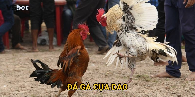 Tại sao đá gà cựa dao Vsbet thu hút cả những người chơi khó tính?