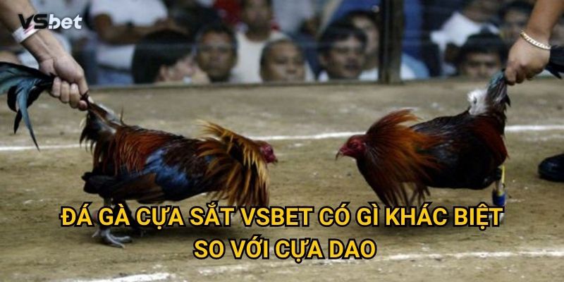 Vì sao đá gà cựa sắt Vsbet lại được yêu thích nhất hiện nay? 2 Đá gà cựa sắt Vsbet có gì khác biệt so với cựa dao?