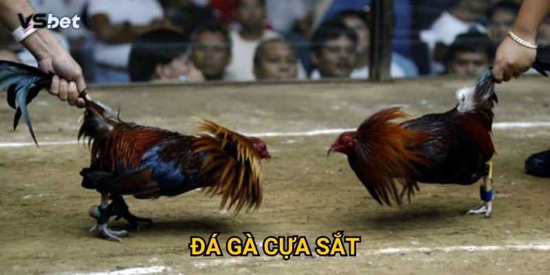Vì sao đá gà cựa sắt Vsbet lại được yêu thích nhất hiện nay?